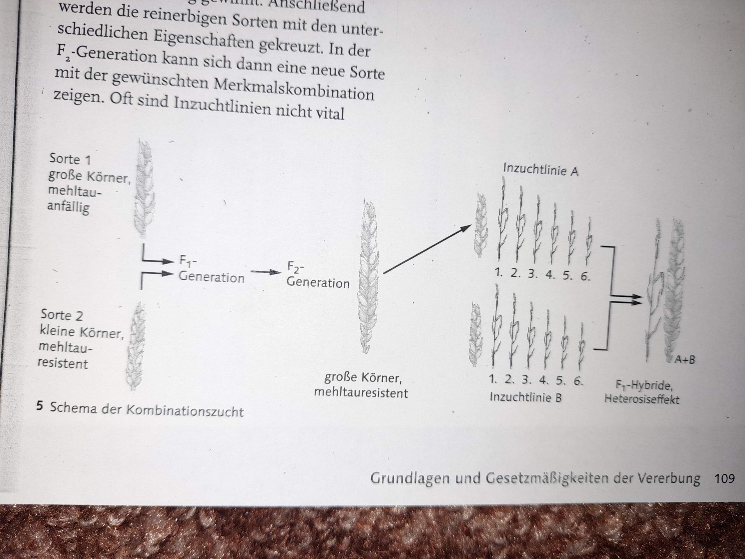 Auswahlzucht? (Biologie, Biologieunterricht)