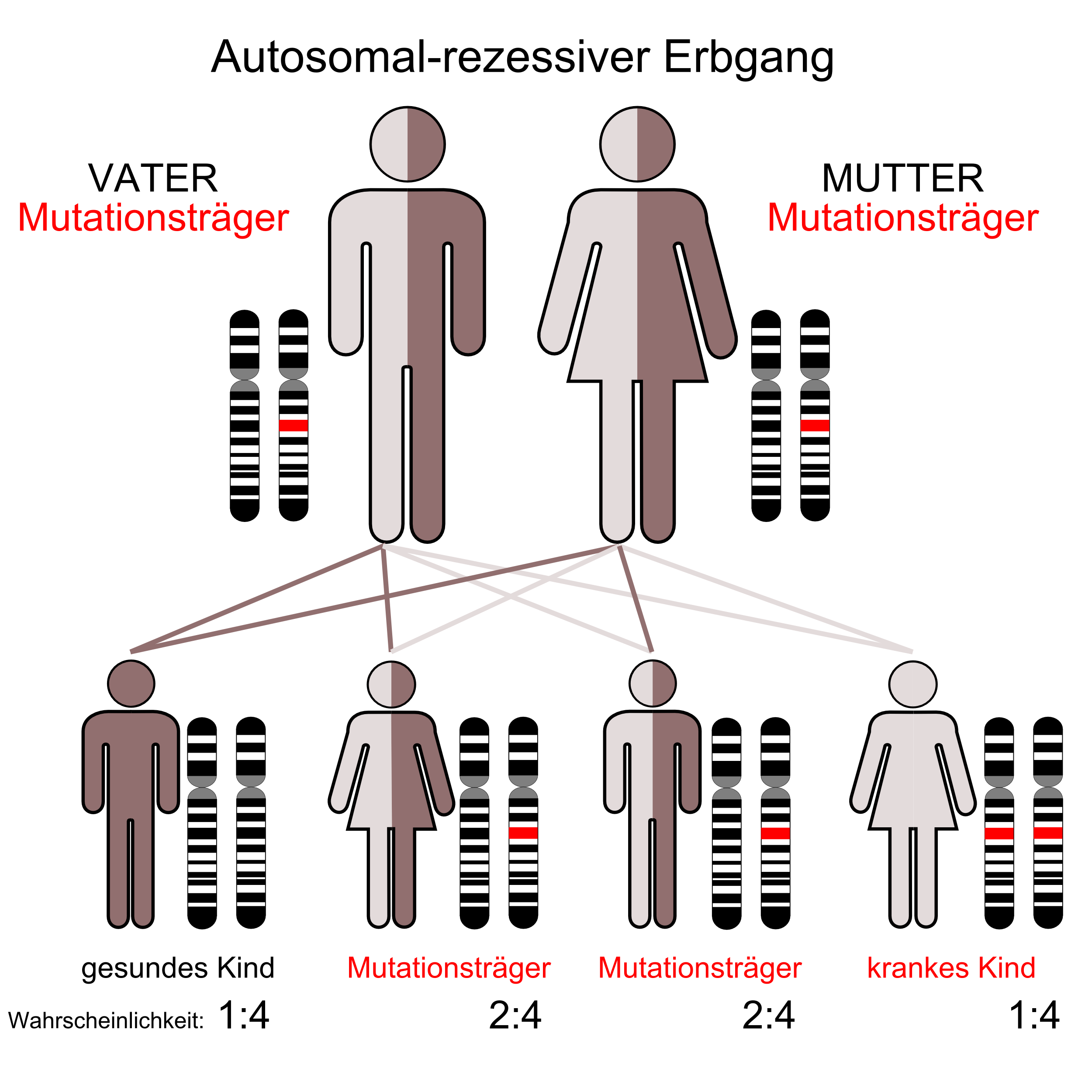 Autosomal Rezessiv und Dominant? (Schule, Biologie, Genetik)