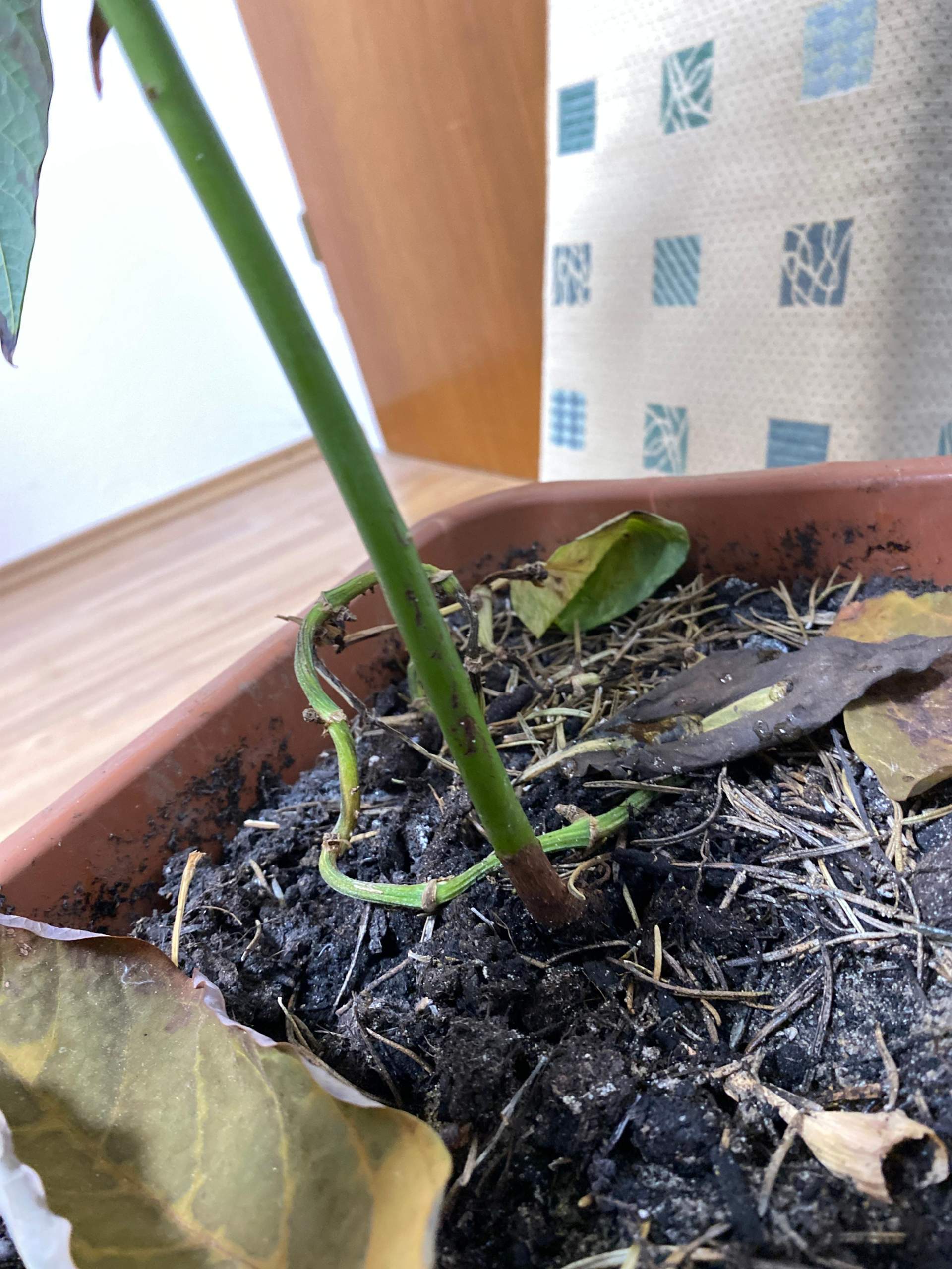 Avocado hat braune Blätter geht sie ein? (Pflanzen, Baum, Botanik)