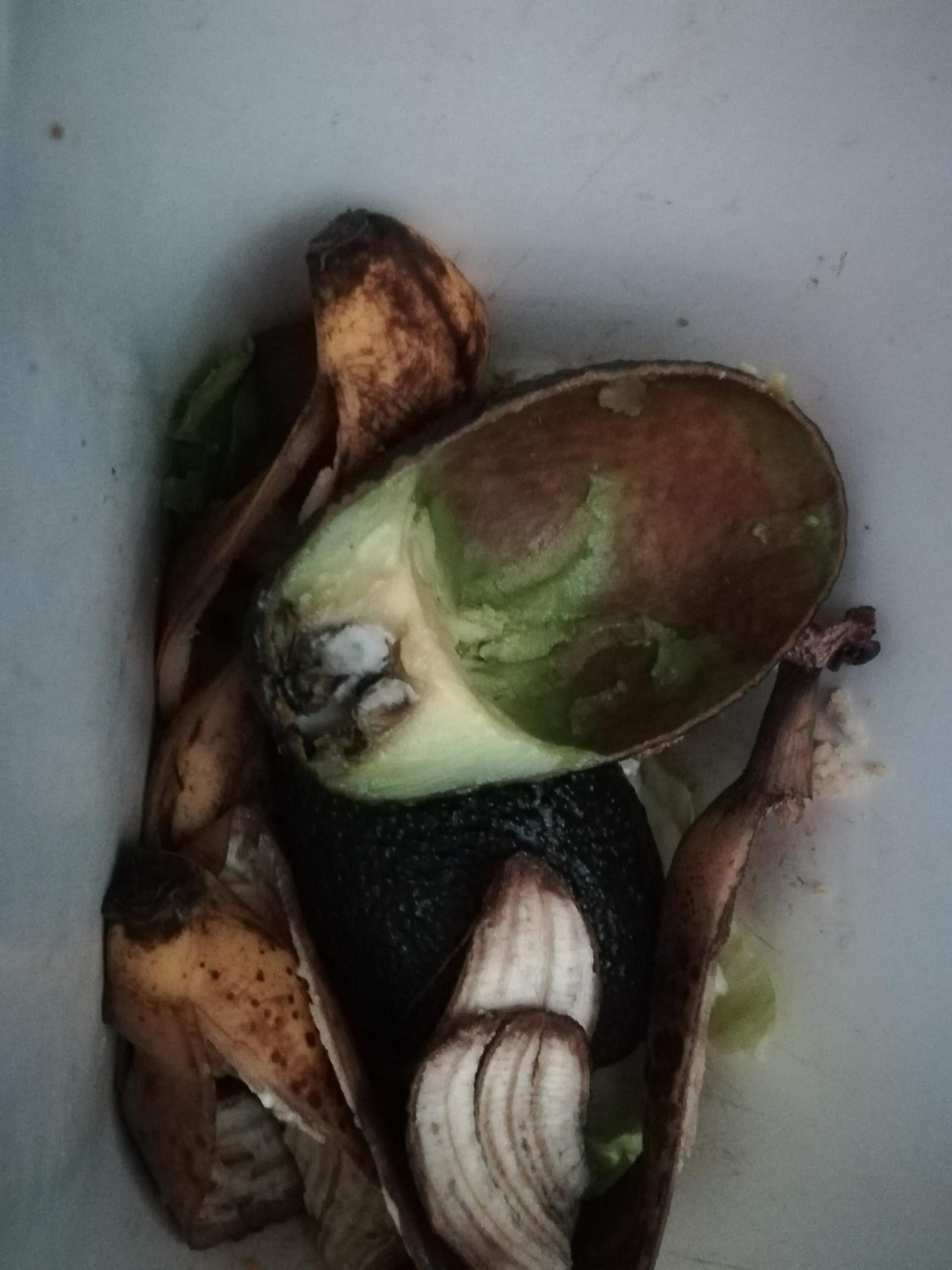 Avocado noch essbar? (Schimmel)