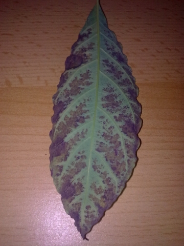 Avocado pflanzen Avocado pflanzen