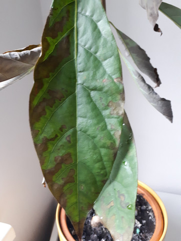 Bild eines Blattes - (Avocado, braune Blätter)