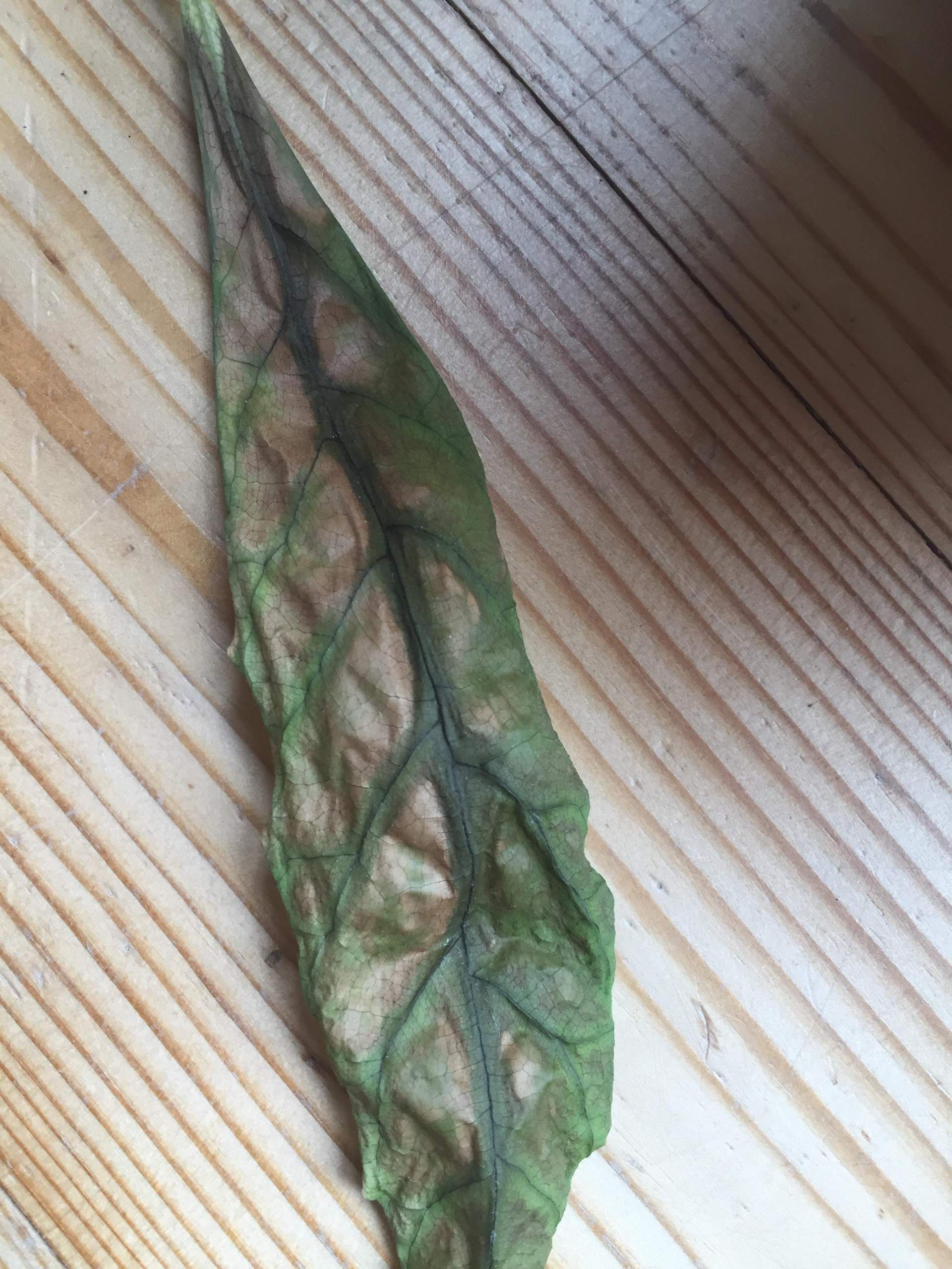 Avocado verliert Blätter und wächst dann weiter? (Pflanzen, avocadobaum, braune Blätter)