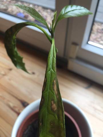 Avocado Verliert Blatter Und Wachst Dann Weiter Pflanzen Braune