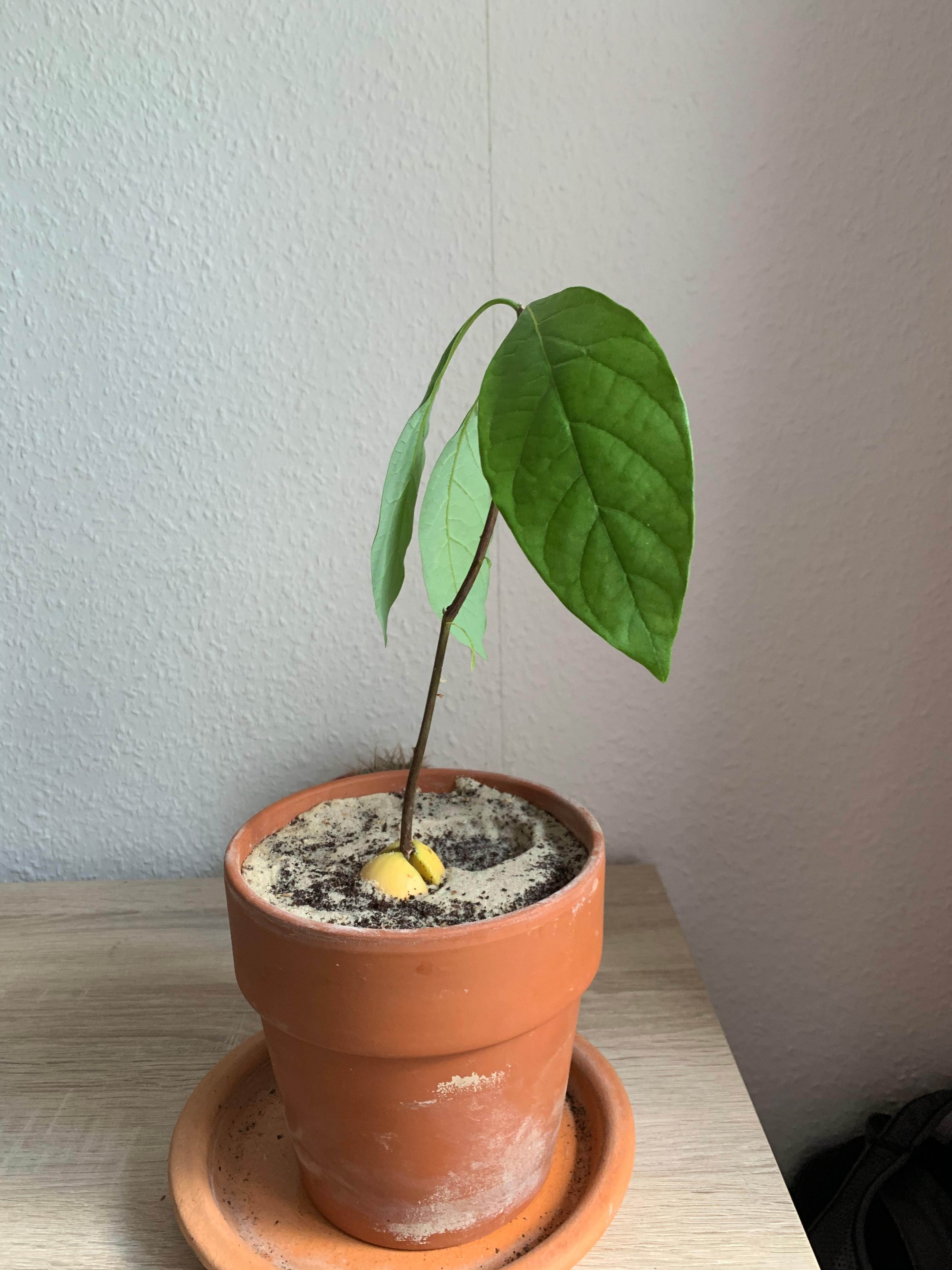 Avocado wächst spärlich? (Pflanzen, Pflanzenpflege) Avocado wächst spärlich? (Pflanzen, Pflanzenpflege)