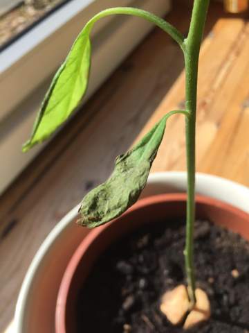 Avocadopflanze Bekommt Braune Blatter Pflanzen Pflanzenpflege