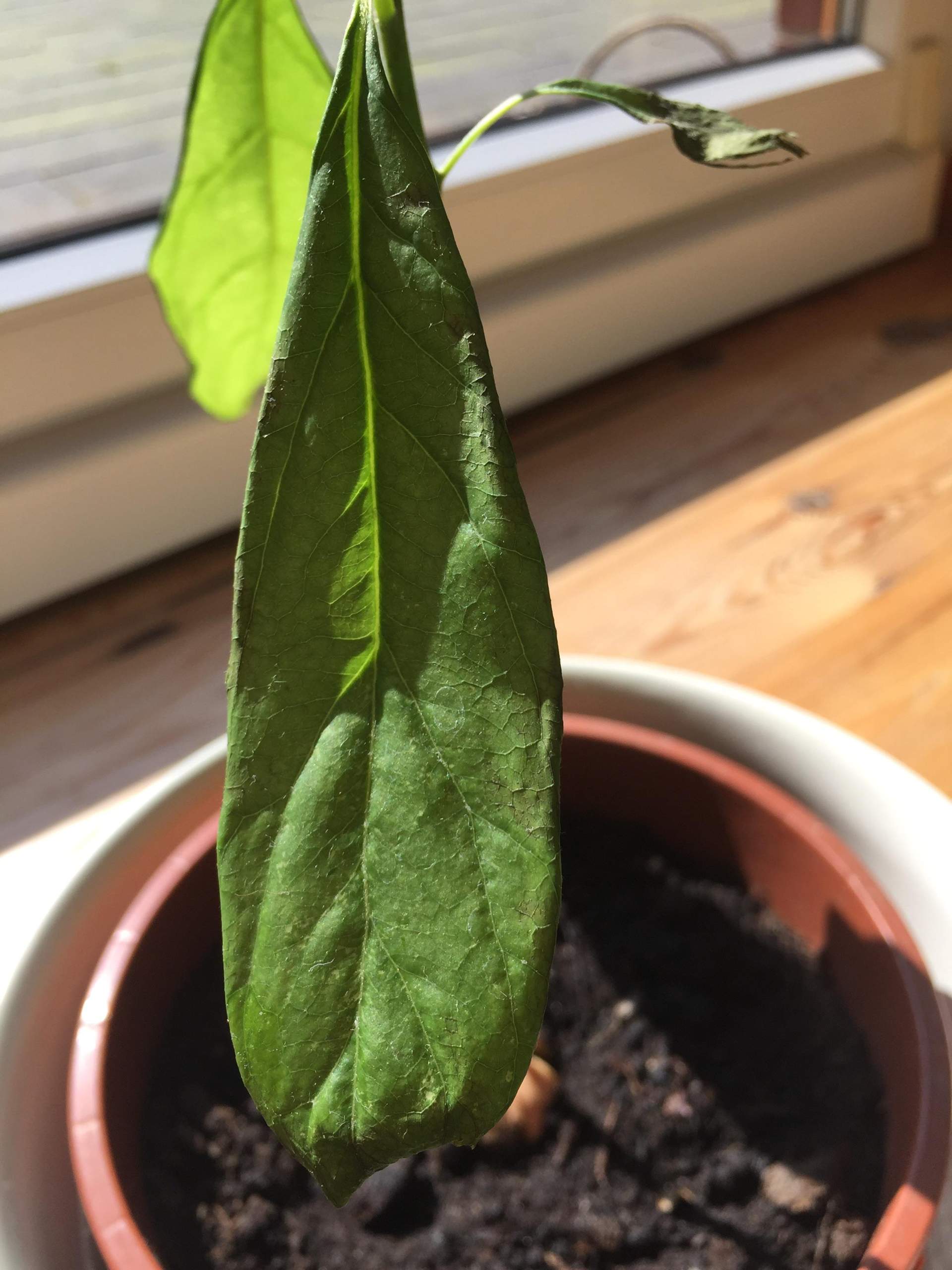 Avocadopflanze bekommt braune Blätter? (Pflanzen, Pflanzenpflege, Avocado)