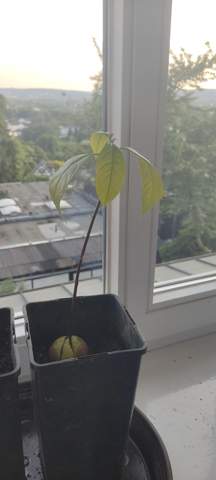 Avocadopflanze lässt Blätter hängen?