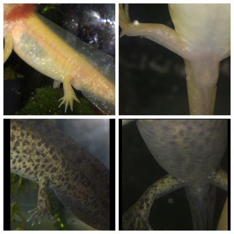 axolotl - welches Geschlecht? (geschlecht-erkennen)