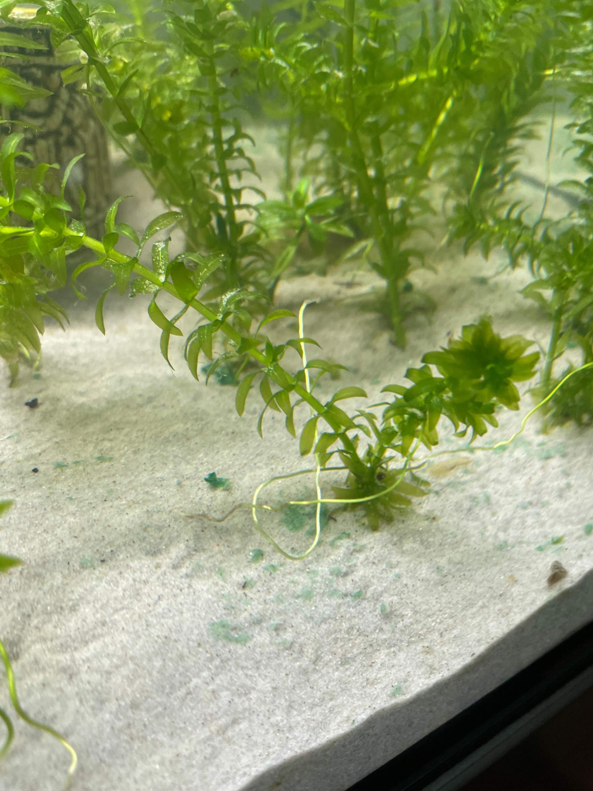 Axolotl Aquarium Blaualgen? (Süßwasseraquarium, Algen, Algenbefall)