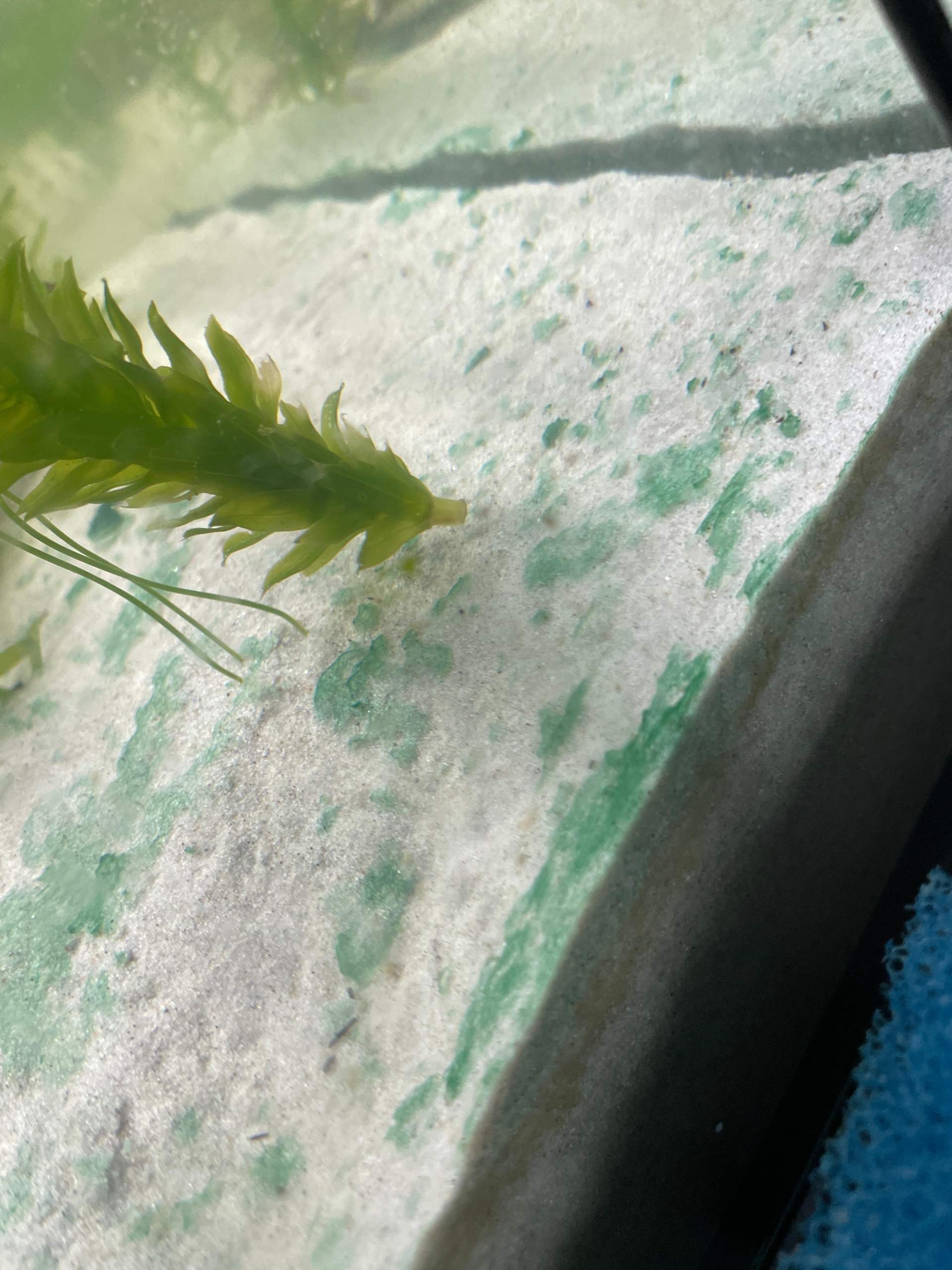 Axolotl Aquarium Blaualgen? (Süßwasseraquarium, Algen, Algenbefall)