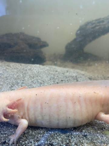 Axolotl aussehen?