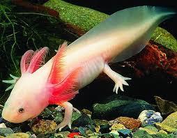 Axolotl - (Axolotl, Eltern umstimmen)