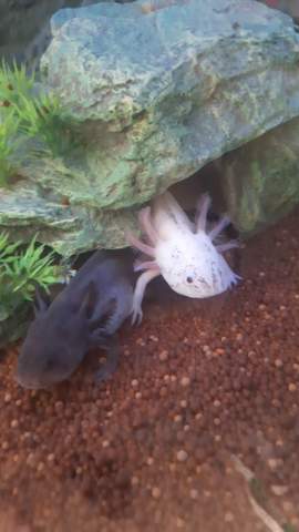 Axolotl dick aber keine Verstopfung?