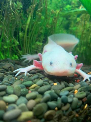 Axolotl Haltung?
