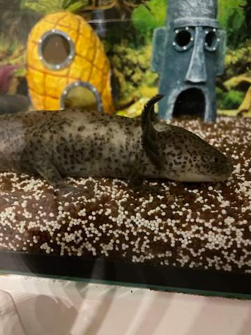 Axolotl hautveränderung?