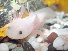 - (kaufen, Axolotl)