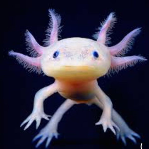 Das ist ein axolotl - (Schule, Tiere, Plakat)