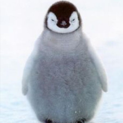 Eingentlich weiss ja jeder wie ein Pinguin aussieht, aber trotzdem  - (Schule, Tiere, Plakat)