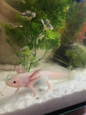 Axolotl sieht blass aus, wieso?