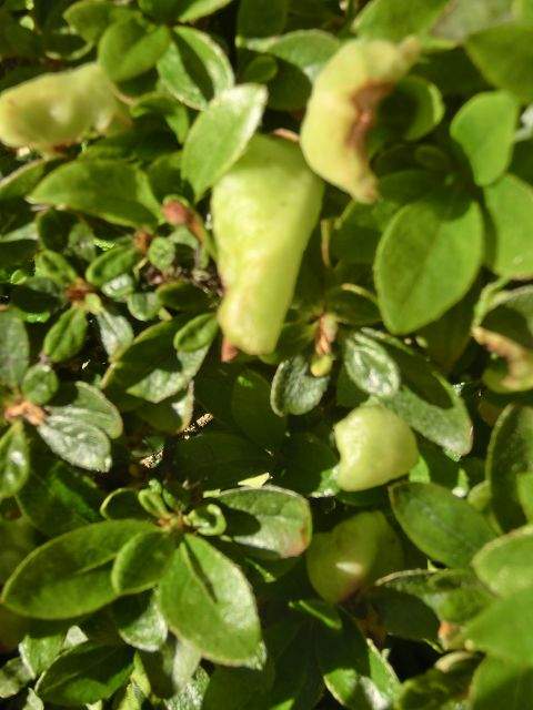 Azalee hat einen Schädling? (Krankheit, Garten)