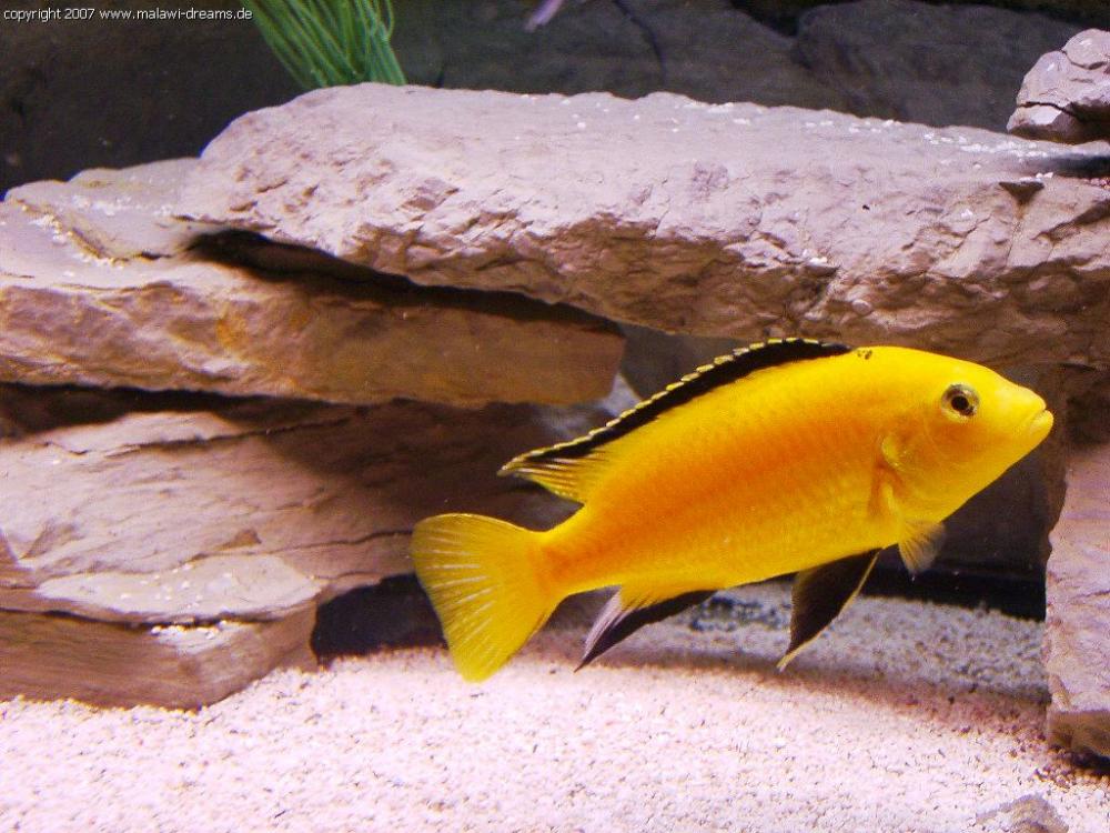 Baby Fische Malawi sterben! Warum? (Tiere, Aquarium)