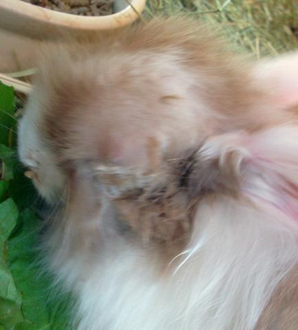 BIld - (Kaninchen, Mutation)