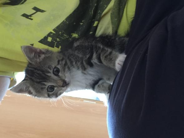 Baby Katze Nutzt Ihr Klo Nicht Mehr Warum Kitten