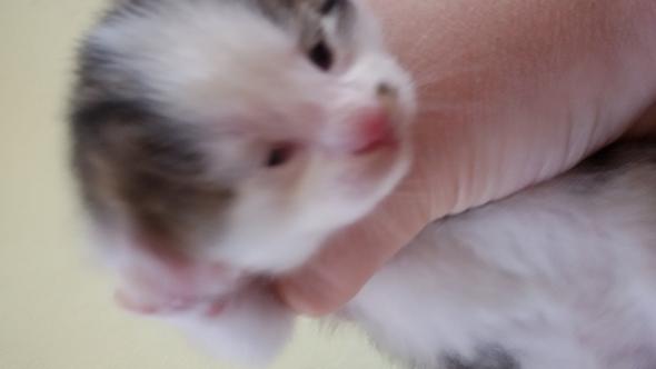 baby katze total die kleinen augen was konnte das sein tiere katzen