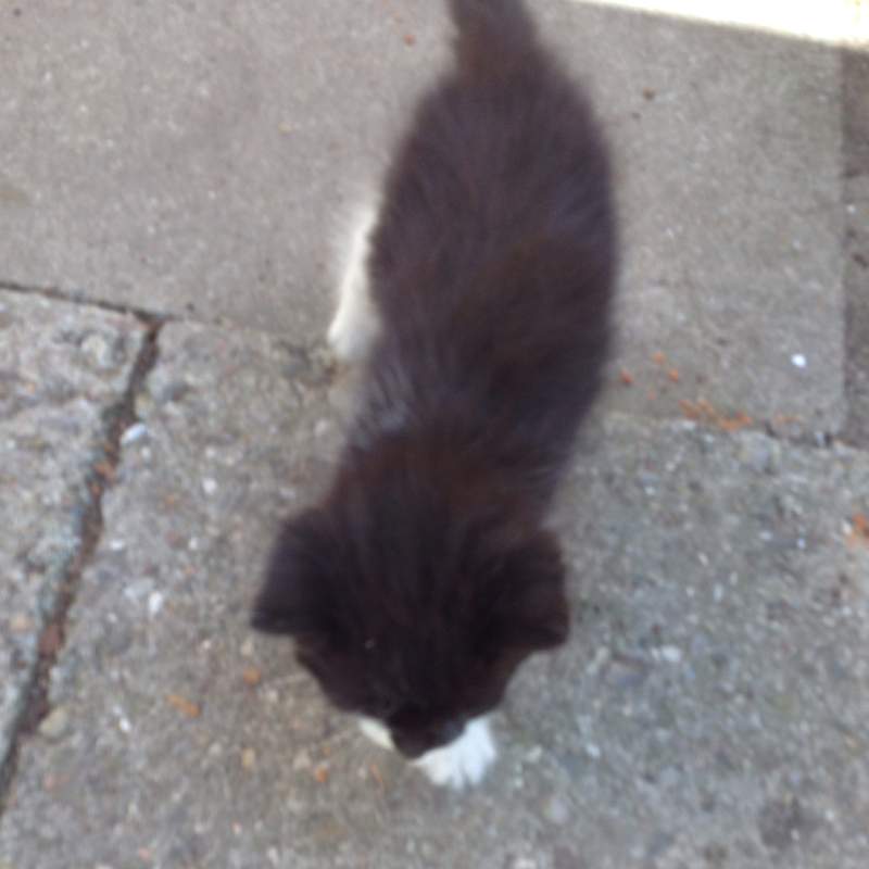 Baby Katze trinkt keine Muttermilch? (Gesundheit, Tiere, Kinder)