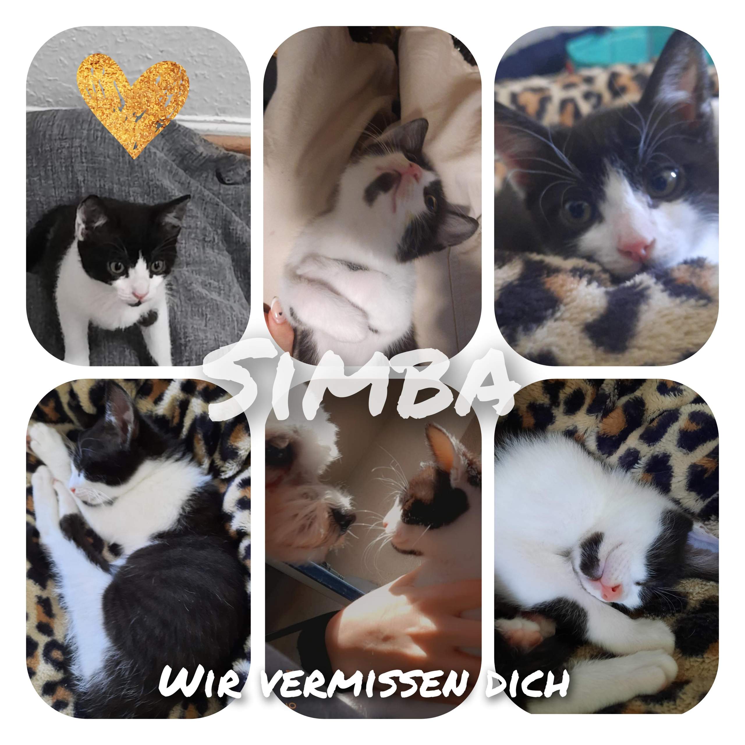 Baby katze weg was tun? (Kater, Katzenjunges, Hauskatze)