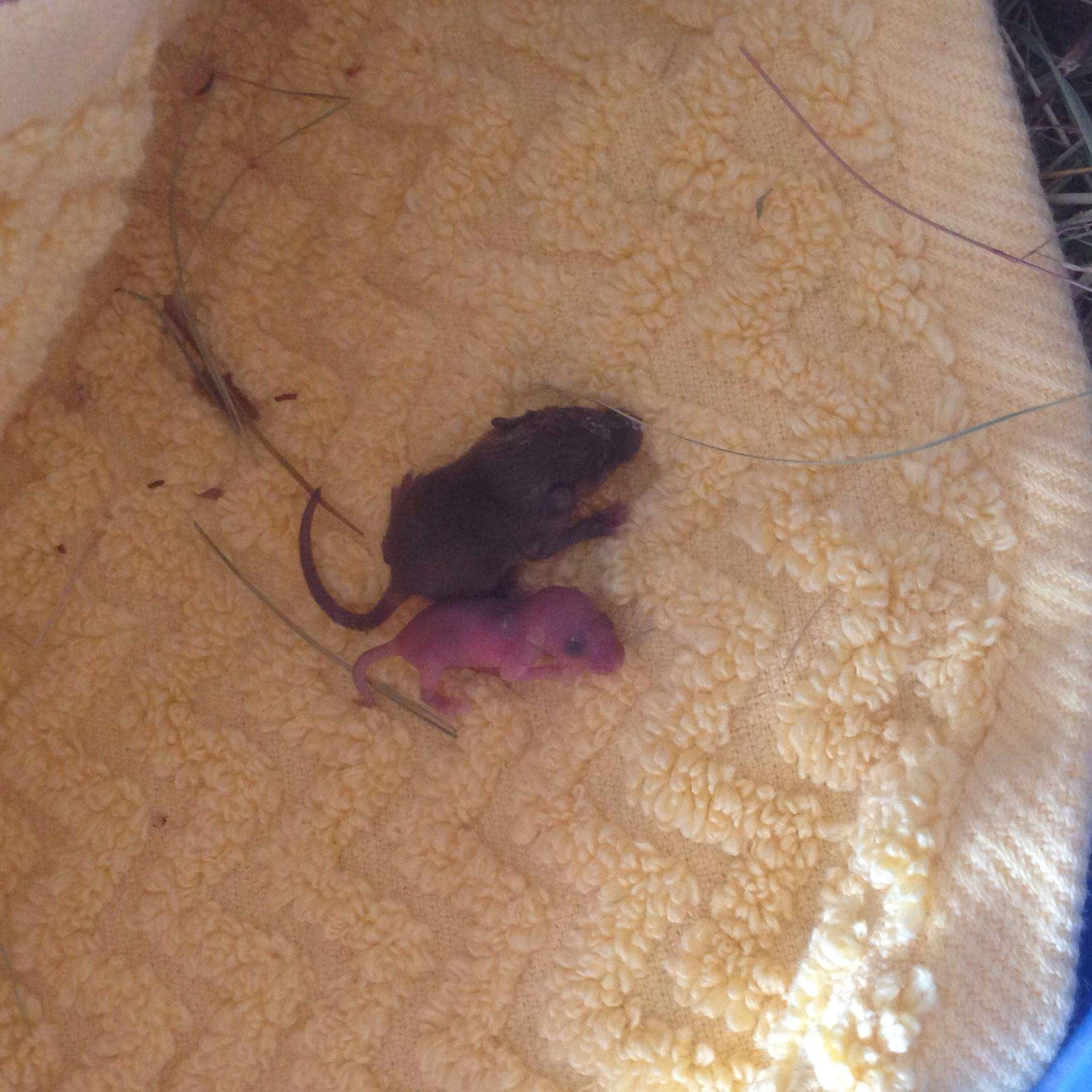 Baby Mäuse gefunden, was jetzt? (Tiere, Maus, Haltung)