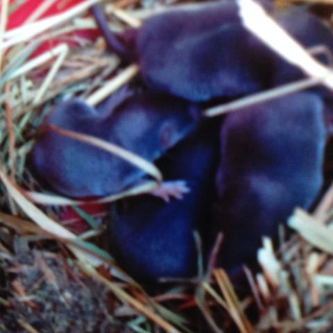 Das sind die kleinen - (gartenhaus, Mäuse Babys)
