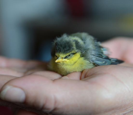 Baby Vogel aus dem Nest gefallen - (Tiere, Tierarzt, Vögel)