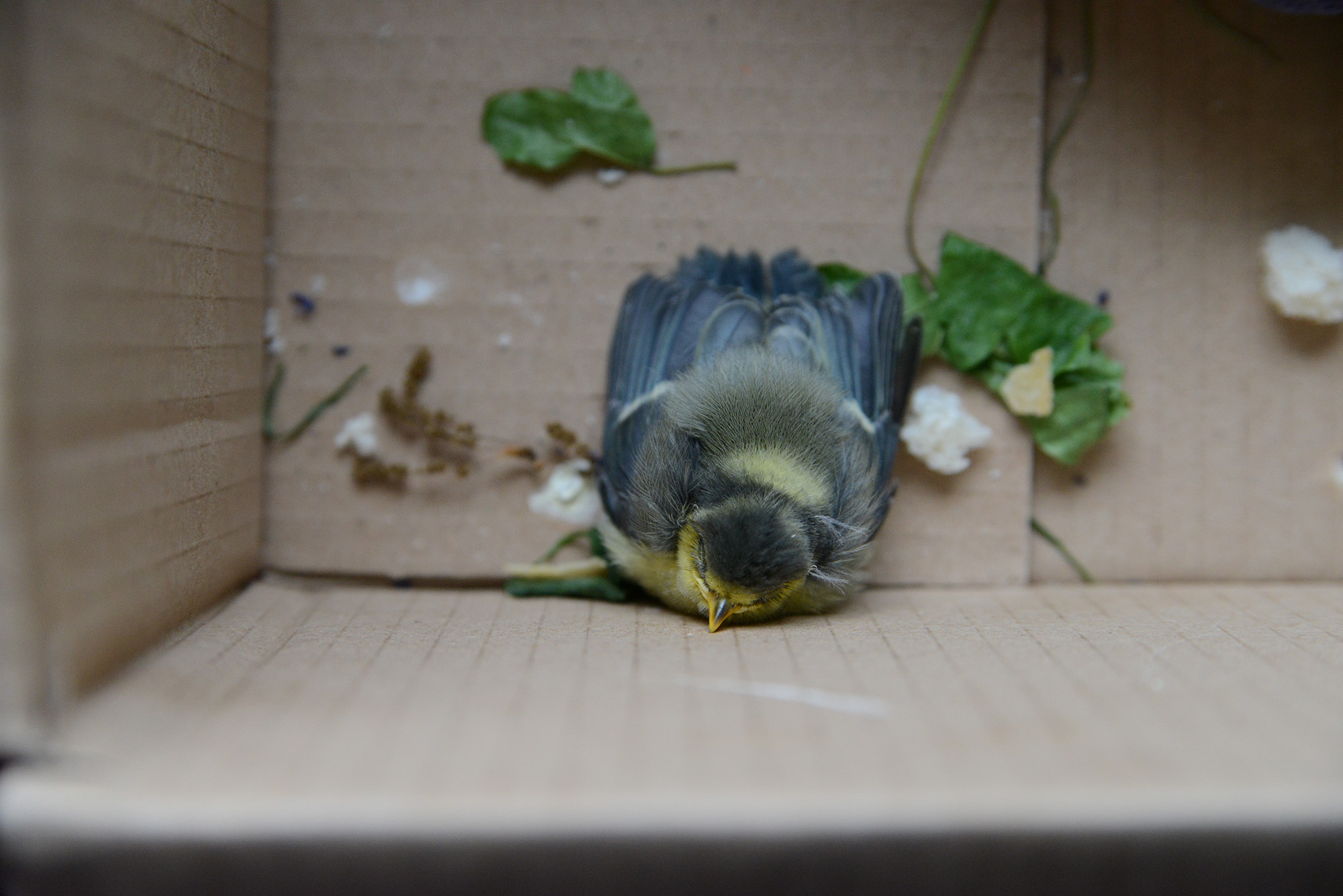 Ein BabyVogel ist vom Nest gefallen.