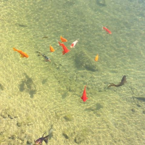Das sind die großen - (Fische, Teich, Goldfische)