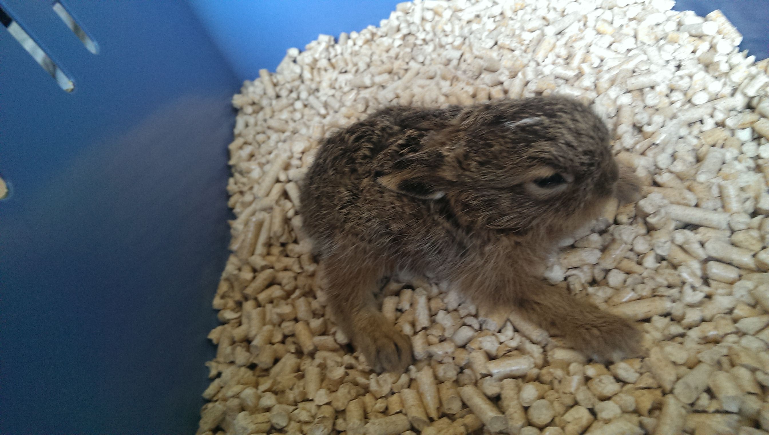 Babyhase gefunden? (Kaninchen, Hasen)