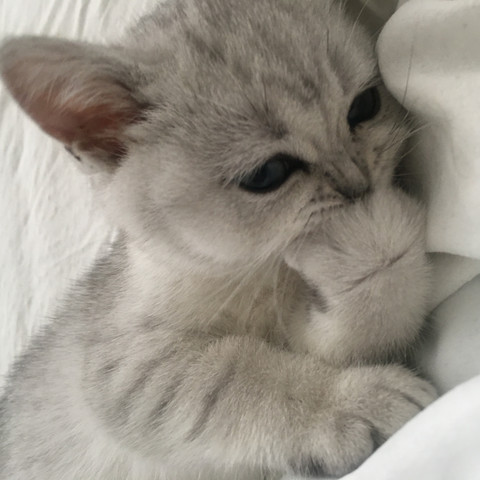 babykatze beisst in pfote in fell und spielt mit dem schwanzchen katze