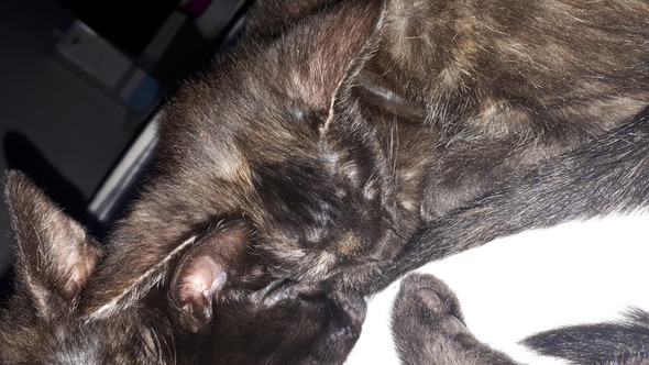 babykatze hat erbsengrosse beulen unter der haut bzw stirn katzen baby