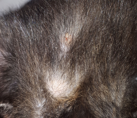 babykatze hat erbsengrosse beulen unter der haut bzw stirn katzen baby