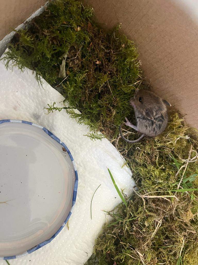 Maus Gefunden Was Tun
