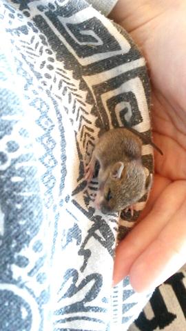 Das ist das kleine Mäusebaby ☺ - (Tiere, Maus, Aufzucht)
