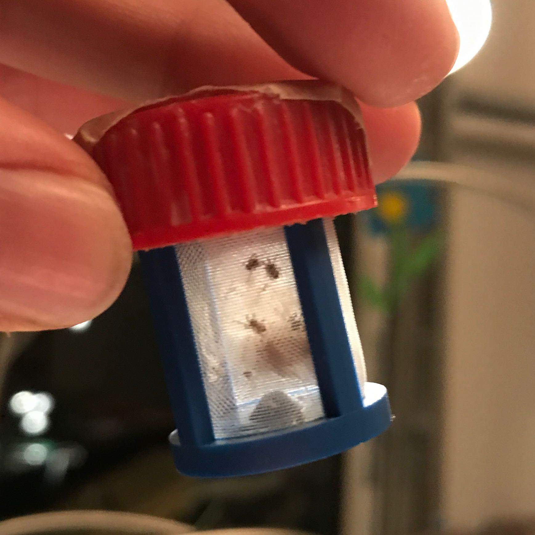 Babyspinnen geschlüpft? (Tiere, Spinnen, überwintern)