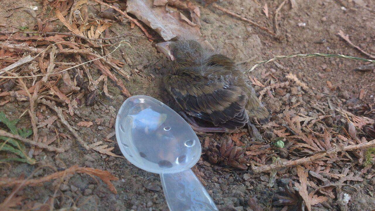 Babyvogel im Garten gefunden, was kann ich tun? (Vögel, Kümmern, vogelbaby)