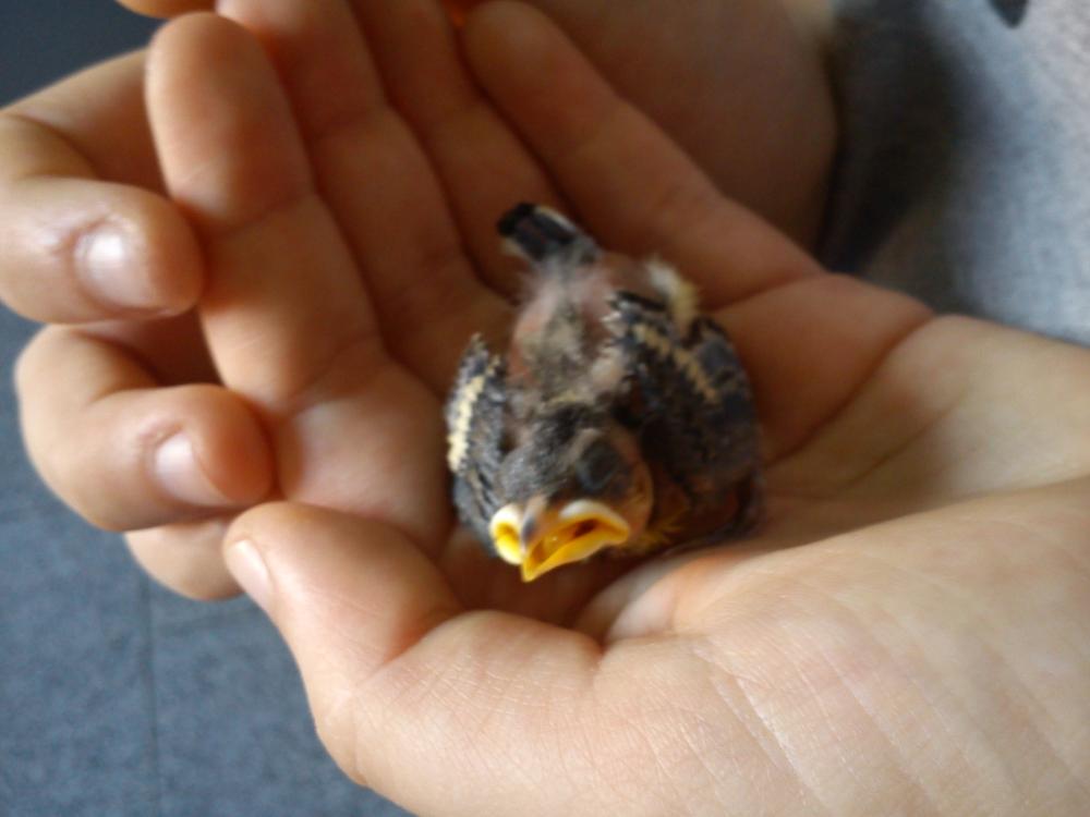 Babyvogel ist aus dem Nest gefallen. Was zu fressen geben? Und überhaupt? (trinken, Vögel, finden)