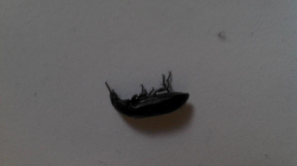 Badezimmer Käfer (Tiere, Haus, Insekten)