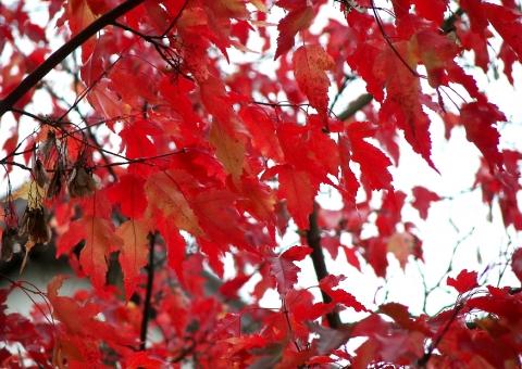 Baume Mit Roten Blattern Biologie Pflanzen Natur