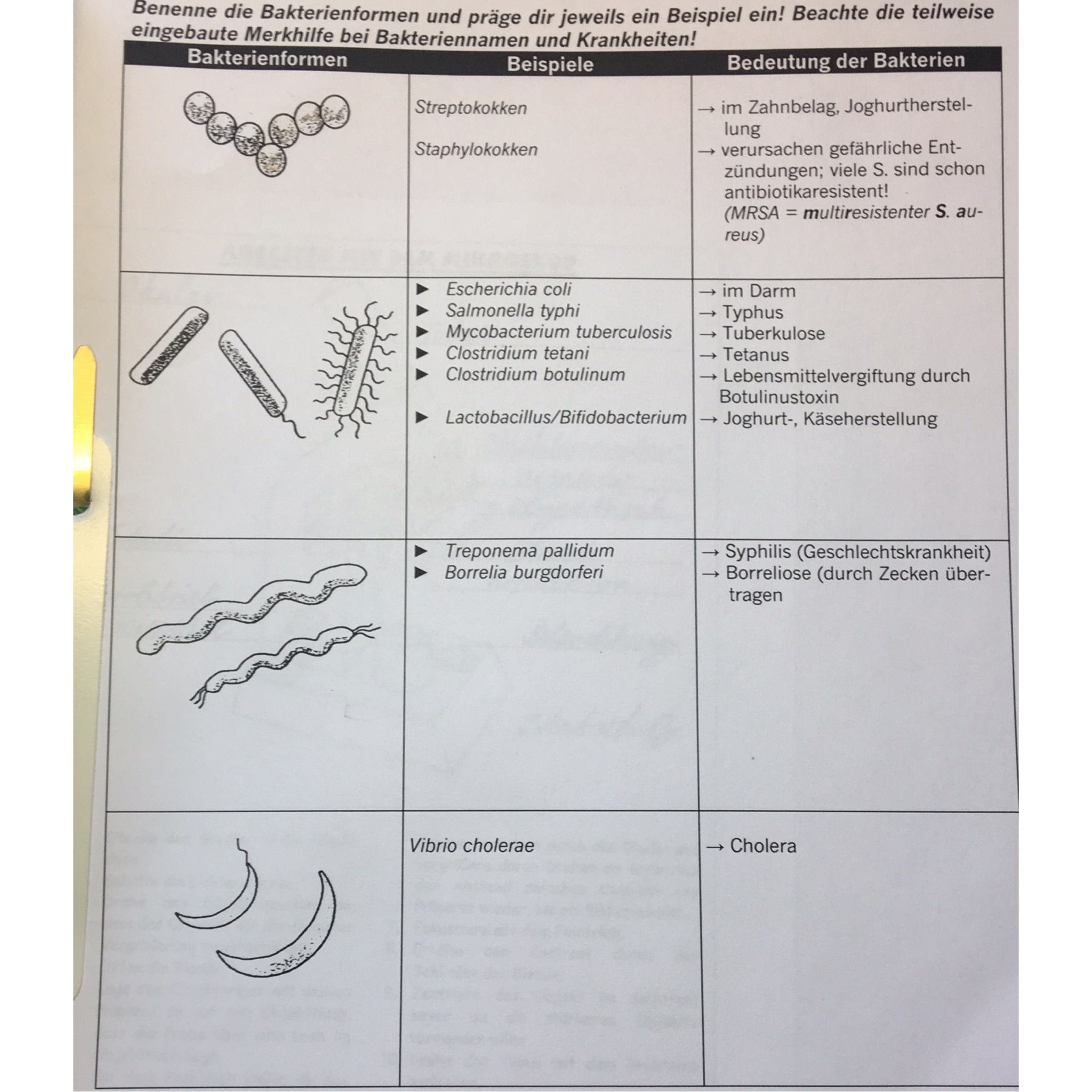 Bakterienformen? (Computer, Biologie, Bio)