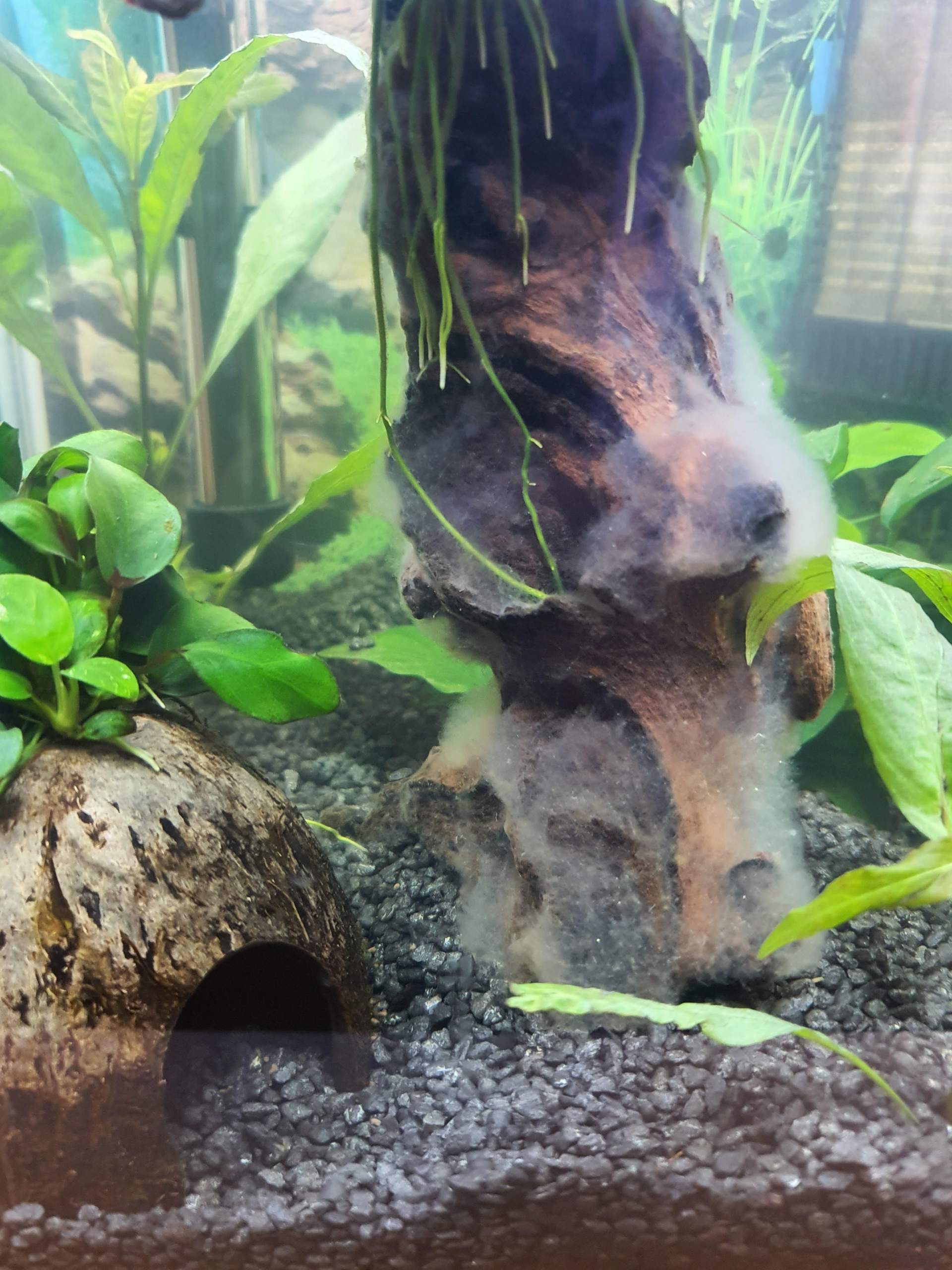 Bakterienrasen? (Fische, Aquarium)