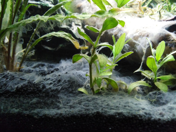 Bakterienrasen Im aquarium. oder doch was anderes? (Biologie, Wasser